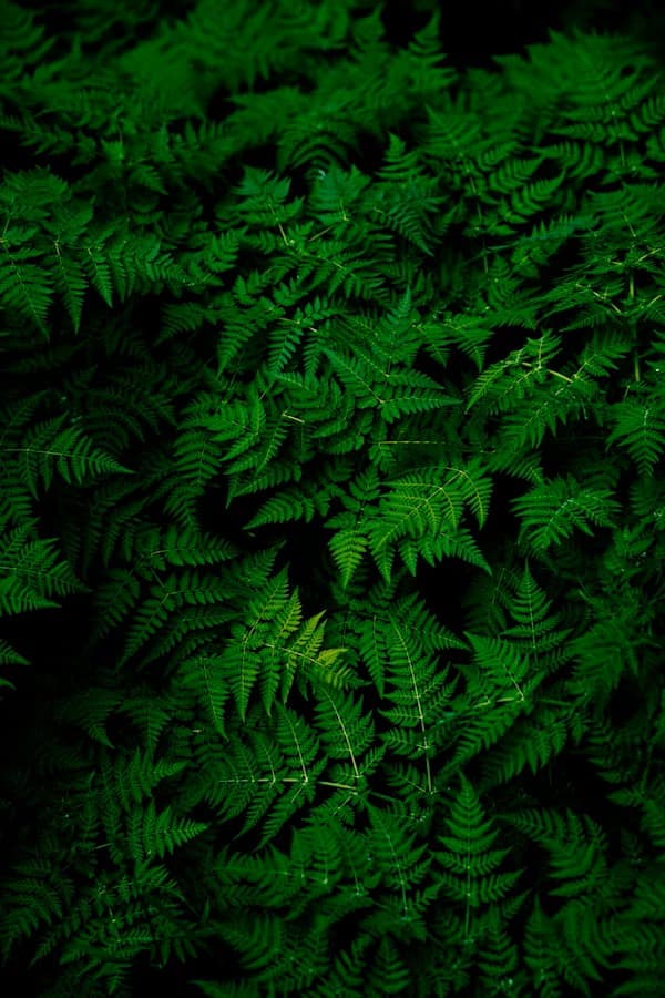 Nature background with green ferns